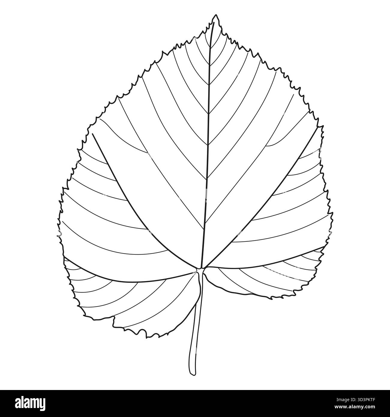 American basswood leaf Black and White Stock Photos \u0026 Images - Alamy, image size:1300x1390