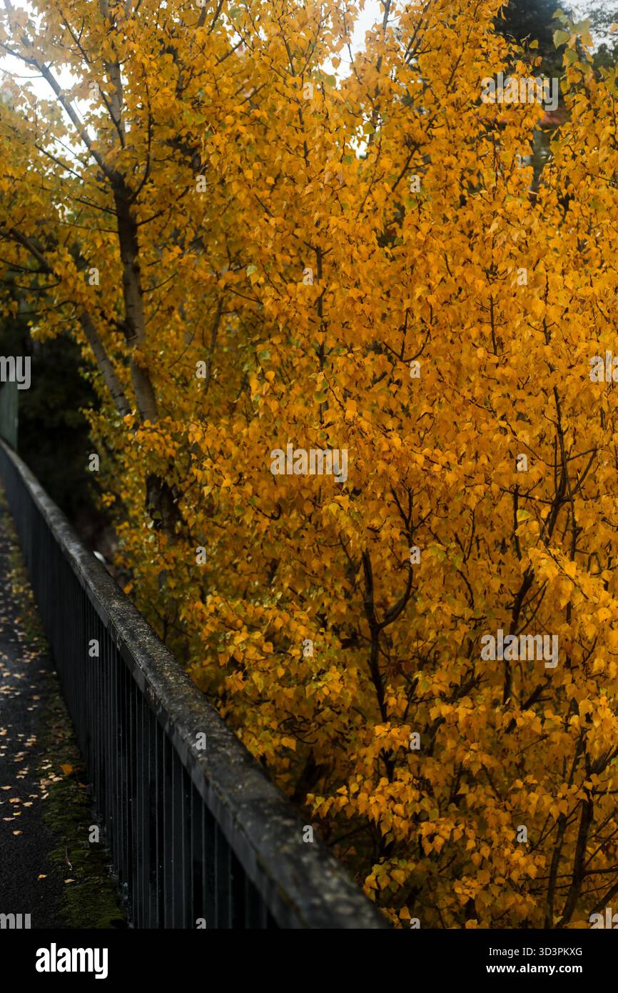 Pathway beside golden autumn hi-res stock photography and images - Alamy