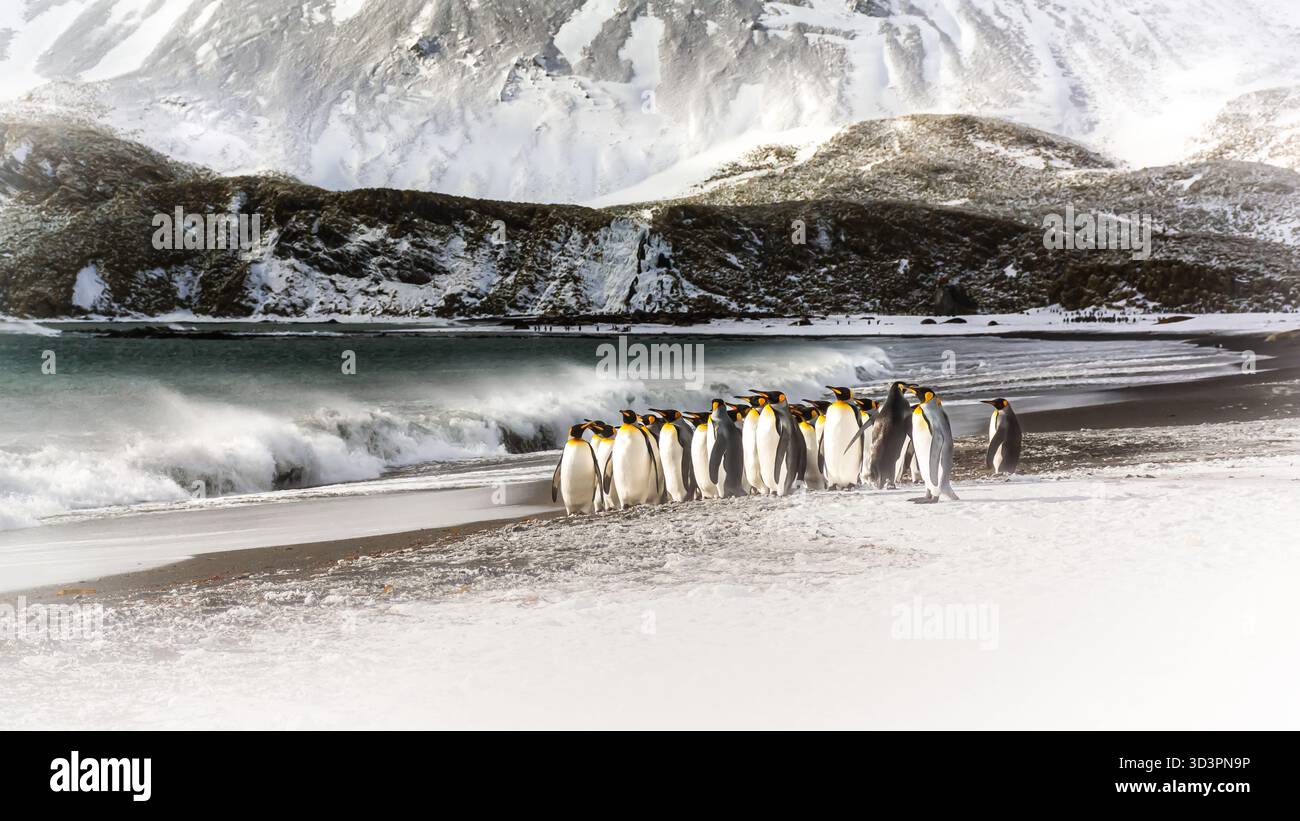 In the remote, inimitable wilderness of South Georgia Island, a huddle ...