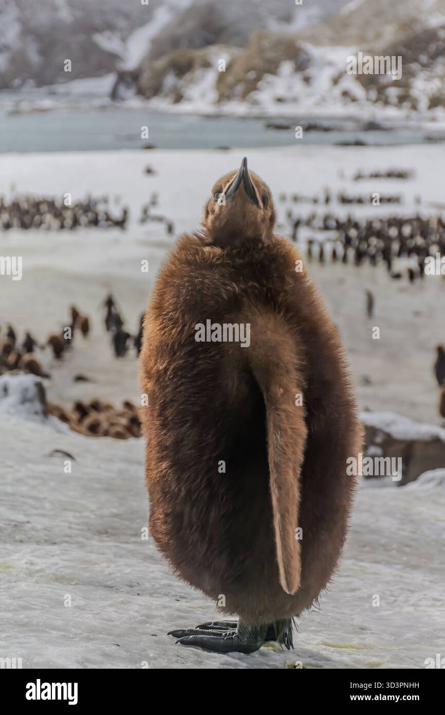 In the remote, inimitable wilderness of South Georgia Island, a baby ...