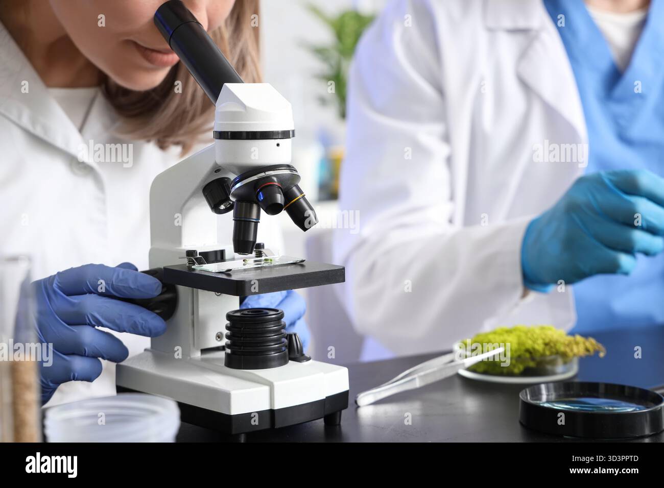 Female agricultural engineer looking through microscope in laboratory, closeup Stock Photo