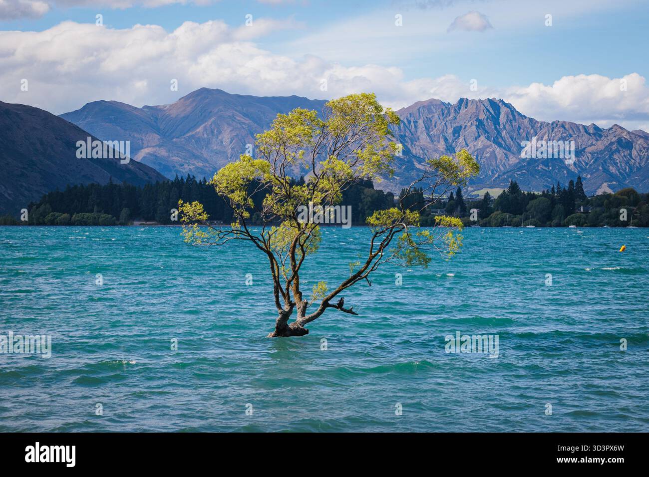 Wanaka Tree Spring