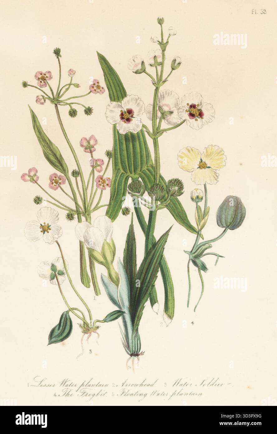 Lesser water plantain, Baldellia ranunculoides, arrowhead, Sagittaria sagittifolia, water soldier, Stratoites aloides, frogbit, Hydrocaris morsus-ranae, and floating water plantain, Luronium natans. Hand-coloured lithograph by Henry Noel Humphreys after a botanical illustration by Jane Loudon from her book British Wild Flowers, William Smith, London, 1846. Stock Photo