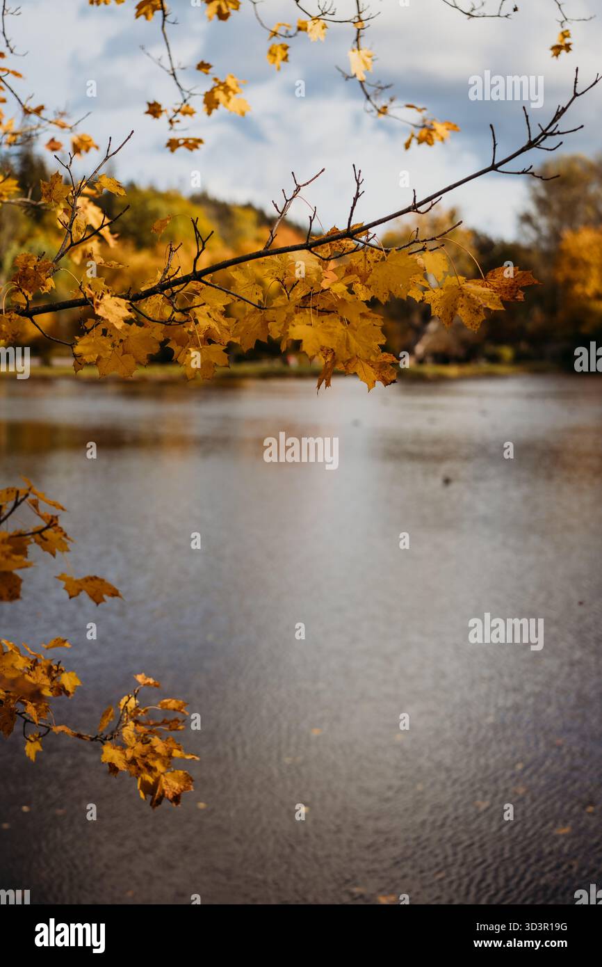 Leaves swaying gently in breeze hi-res stock photography and images - Alamy