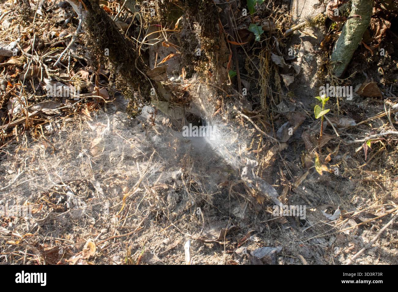 spider web in the ground in Kurseong, Darjeeling, India Stock Photo - Alamy