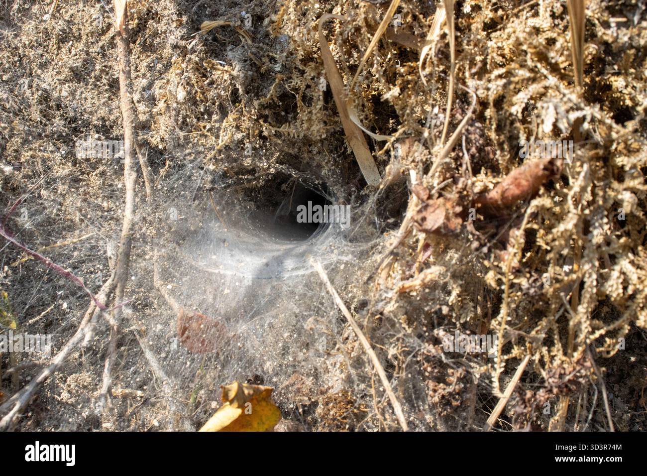 spider web in the ground in Kurseong, Darjeeling, India Stock Photo - Alamy