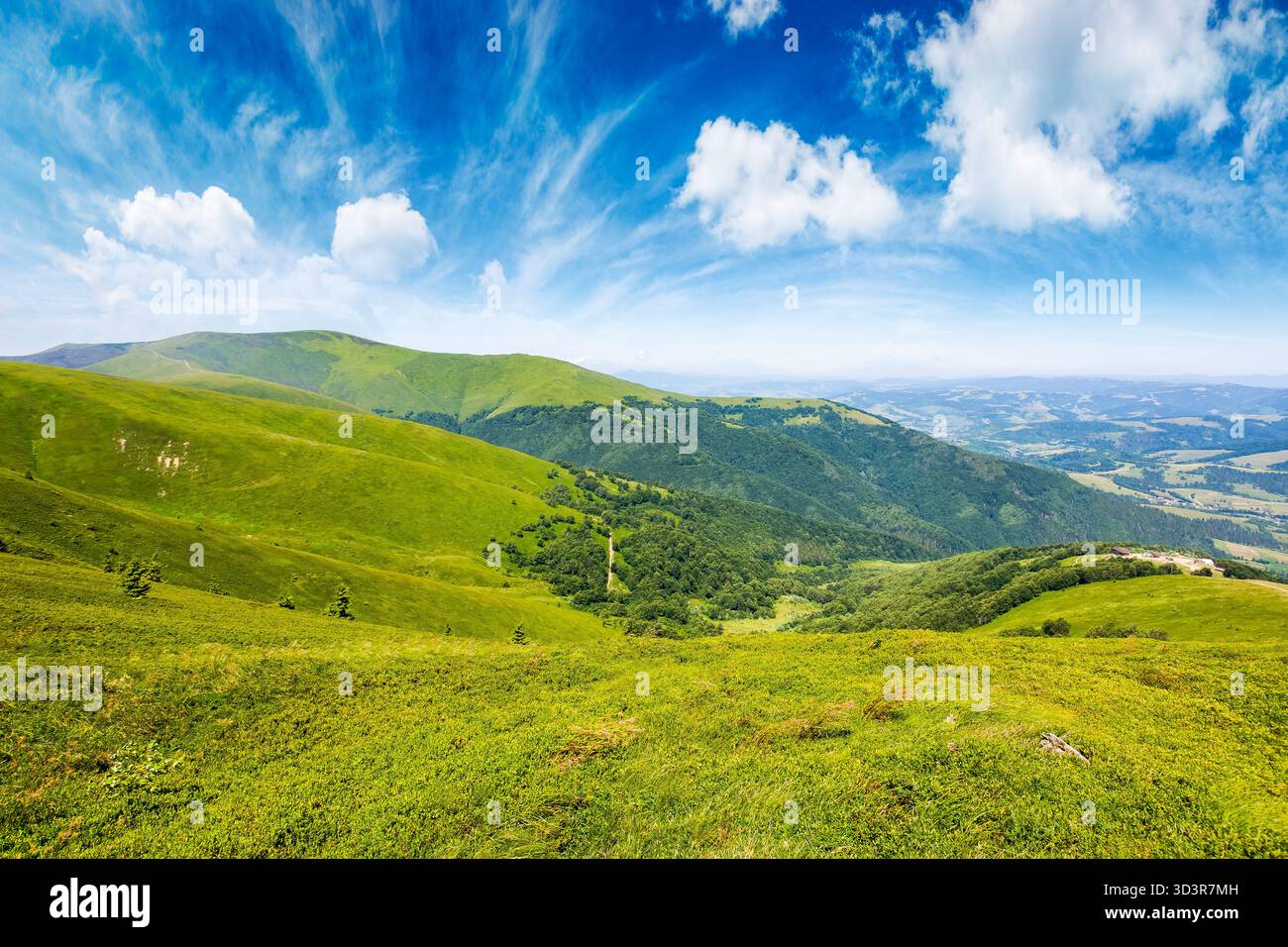 alpine meadows in carpathian mountains of ukraine in summer. beautiful view of rolling hills with lush green grass under blue sky on a sunny day. trav Stock Photo