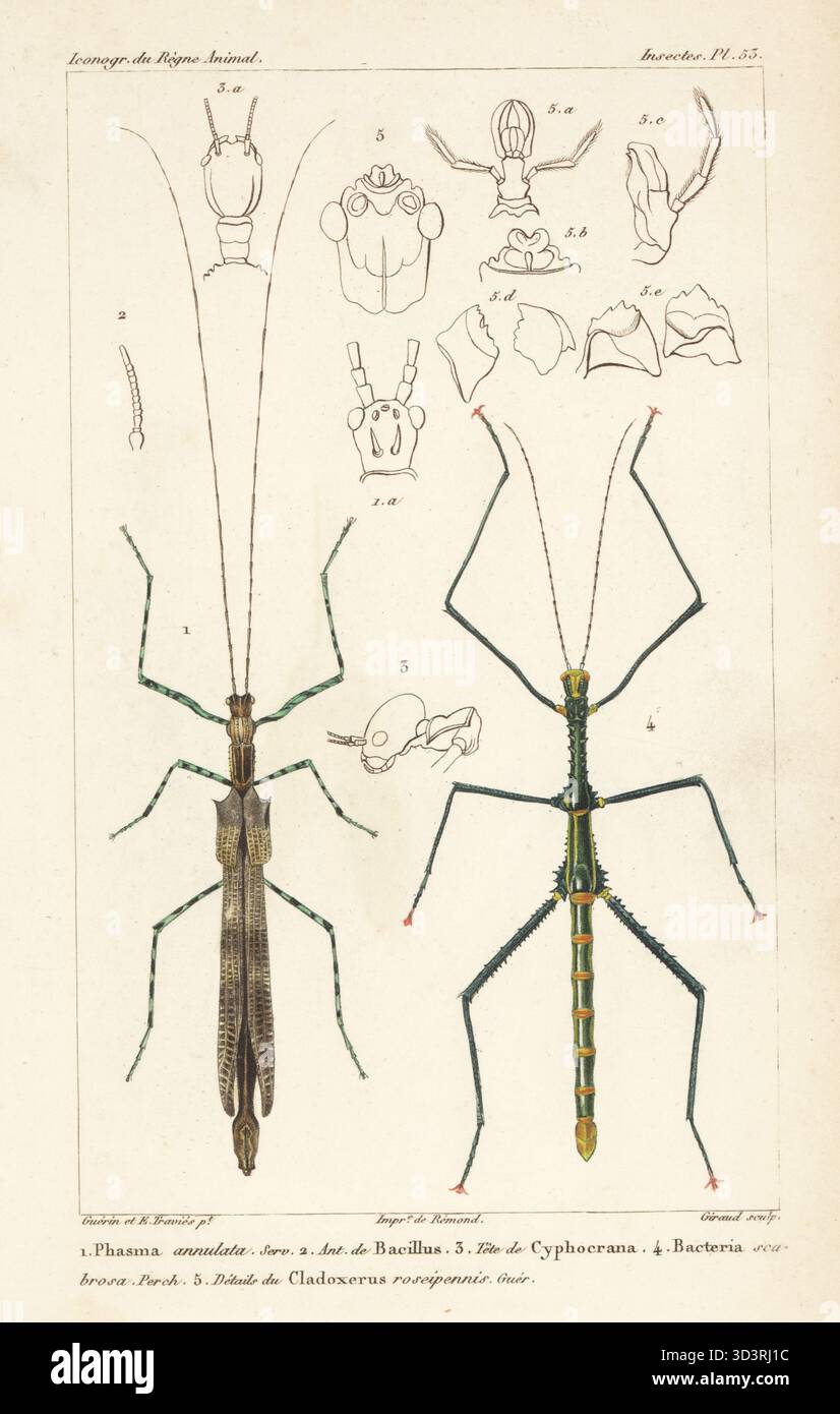 Stick insect, Prexaspes servillii 1 and Mauritius rough stick insect ...
