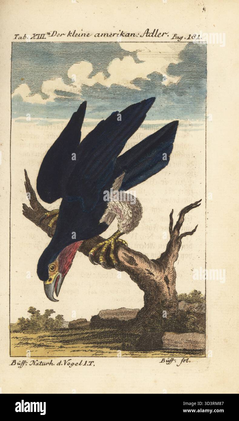 Red-throated caracara, Ibycter americanus. Der kleine amerikan Adler, amerikanische Adler, le petit aigle de l'Amerique, rancanca, Falco americanus. Handcoloured copperplate engraving after an illustration by François-Nicolas Martinet from Friedrich Heinrich Wilhelm Martini's edition of Comte de Buffon's Naturgeschichte der Vogel, Natural History of Birds, Ben Joachim Pauli, Berlin, 1772. Stock Photo