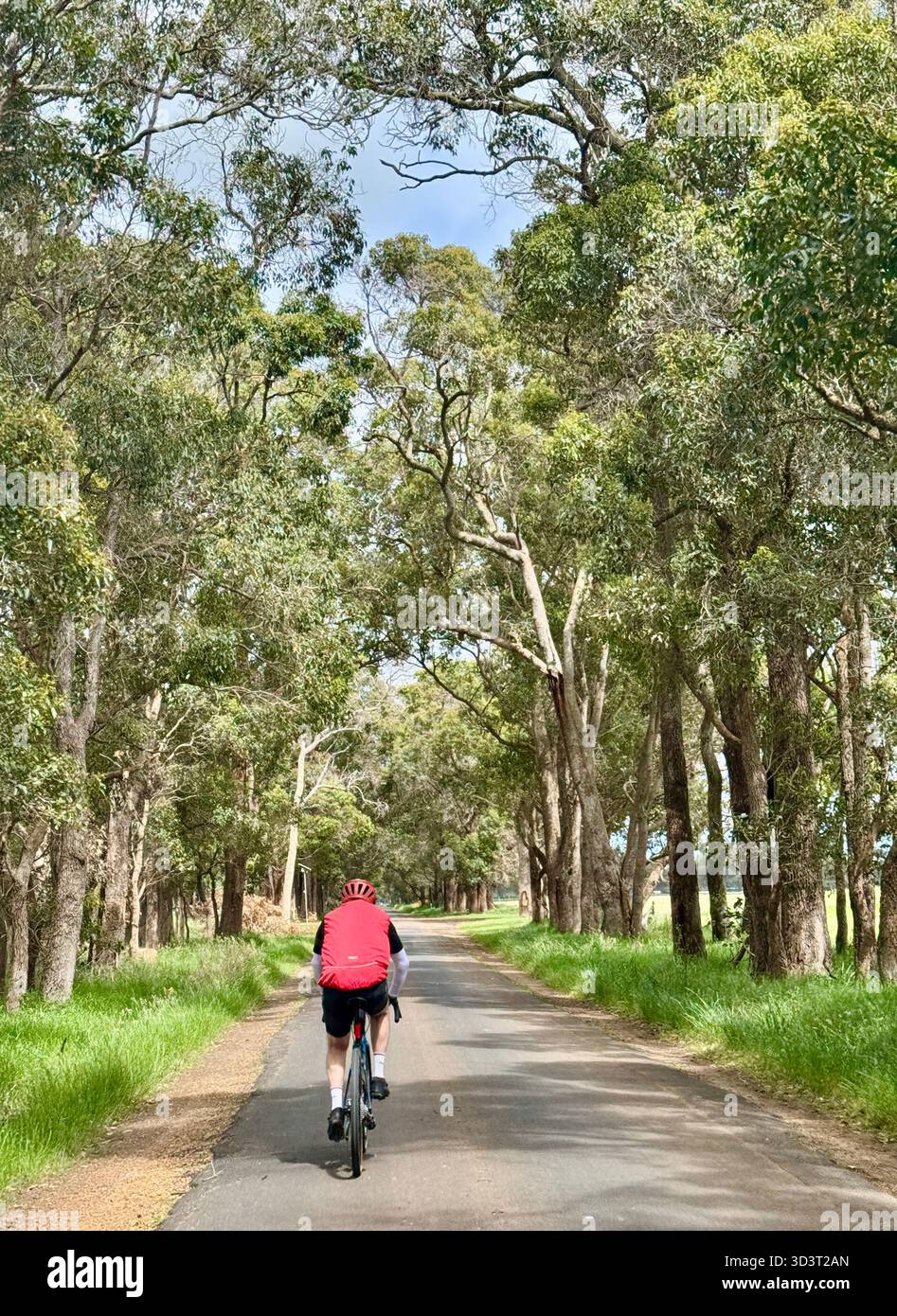 Cyclist riding bicycle on quiet country road Margaret River region Western Australia - Smartphone Captured Stock Image