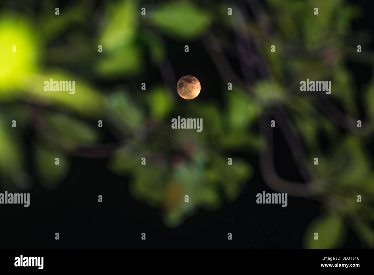 The November full moon, known as the Beaver Moon, is the largest and ...
