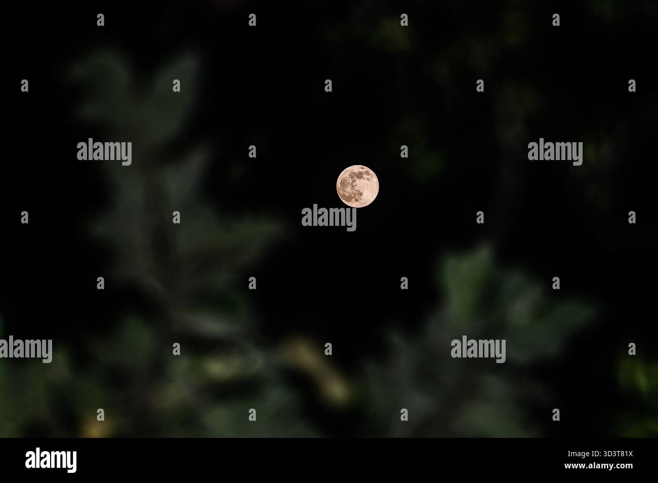 The November full moon, known as the Beaver Moon, is the largest and ...