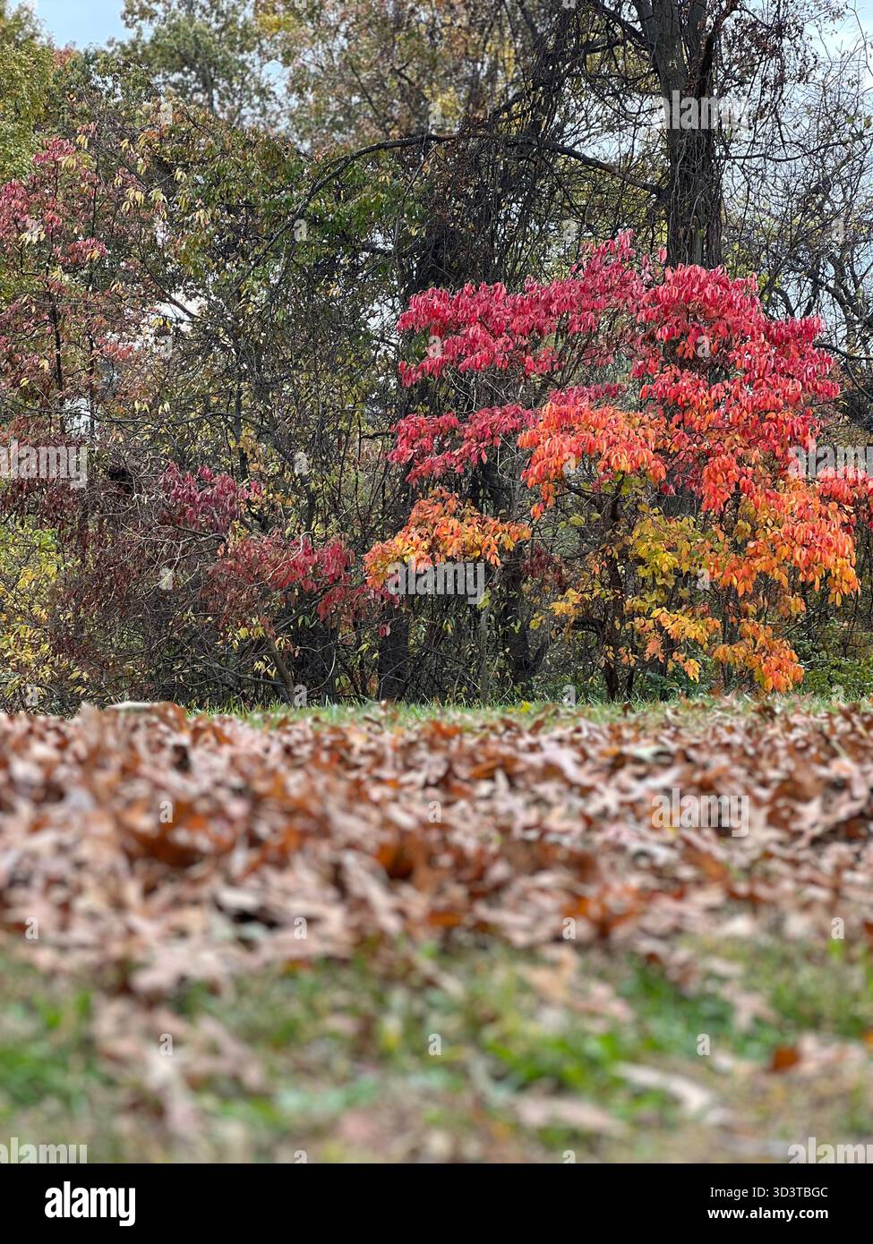 Vibrant autumn trees with colorful foliage in a forest landscape - Smartphone Captured Stock Image