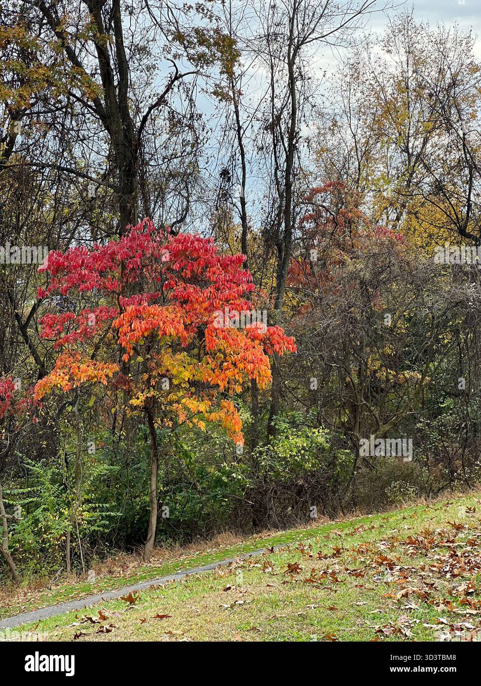 Bright red and orange autumn tree in a forest landscape - Smartphone Captured Stock Image