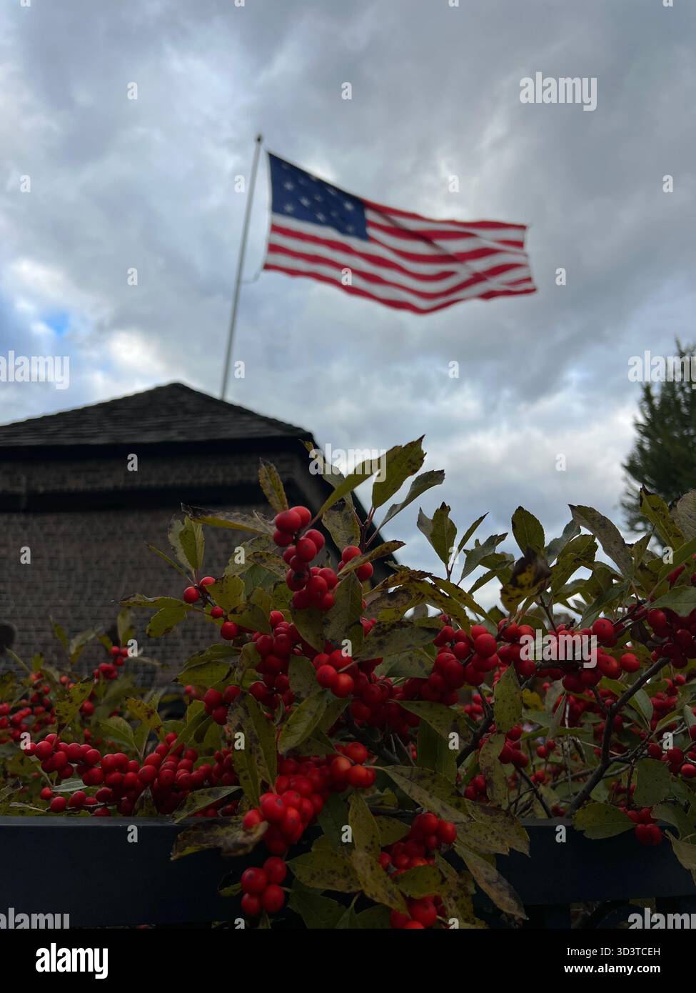 American flag waving above red berry branches under a cloudy sky - Smartphone Captured Stock Image