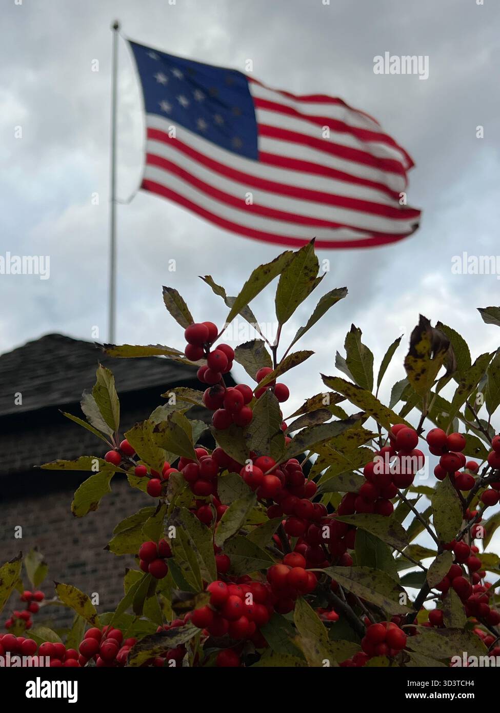 American flag waving above red berry branches on a cloudy day - Smartphone Captured Stock Image