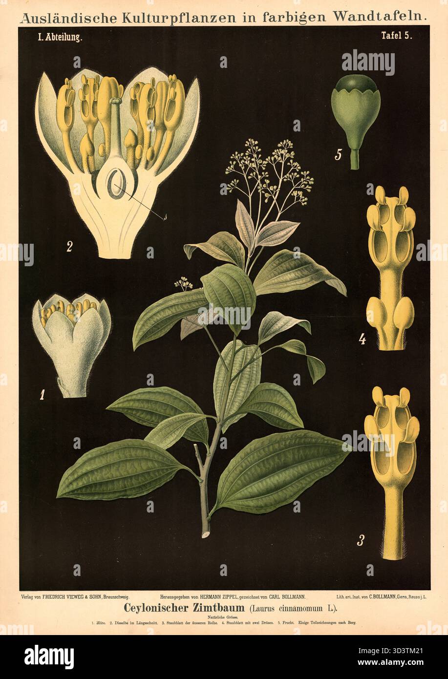 Cultivated plant, cinnamon, Caylon cinnamon tree, Laurus cinnamomum ...