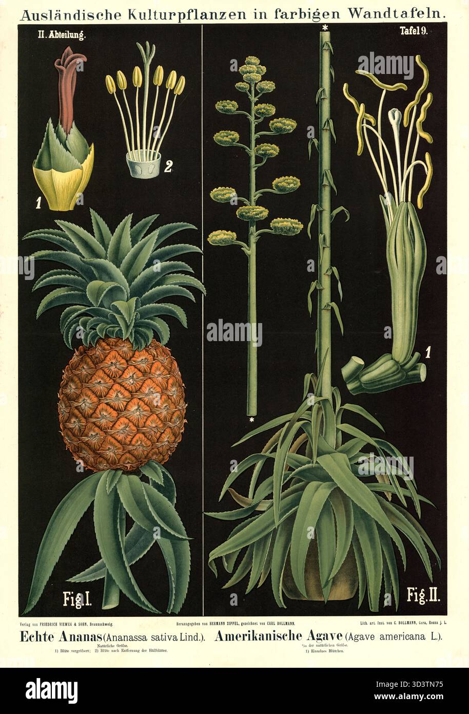 Ananassa sativa hi-res stock photography and images - Alamy