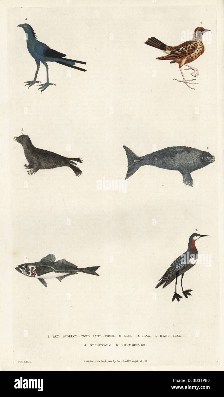 Red-necked phalarope, Phalaropus lobatus 1, mackerel scad, Decapterus ...