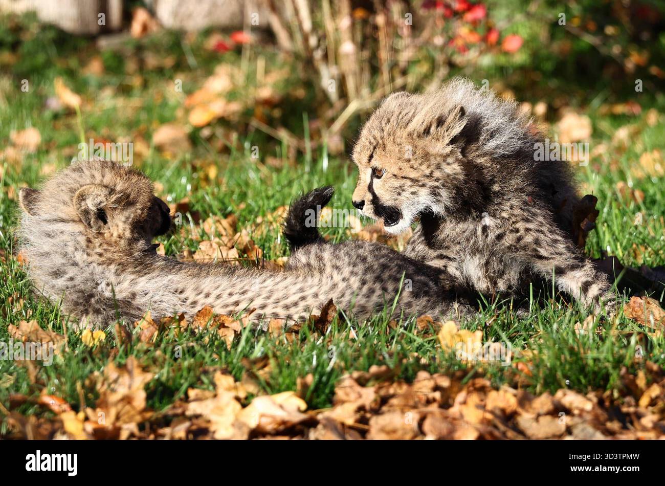 Thueringer Zoopark Erfurt 06.11.2025, Erfurt, Thueringer Zoopark ...