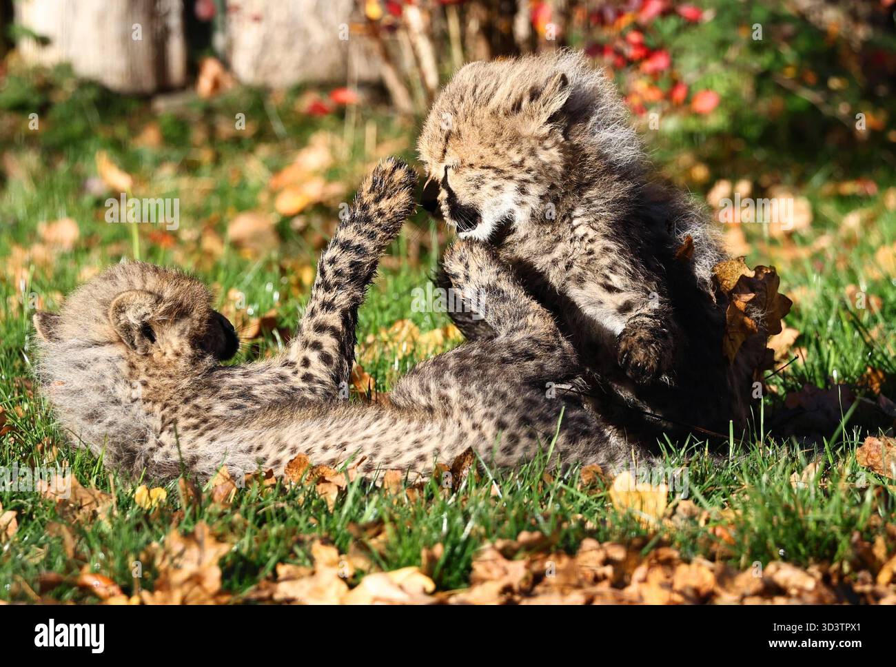 Thueringer Zoopark Erfurt 06.11.2025, Erfurt, Thueringer Zoopark ...