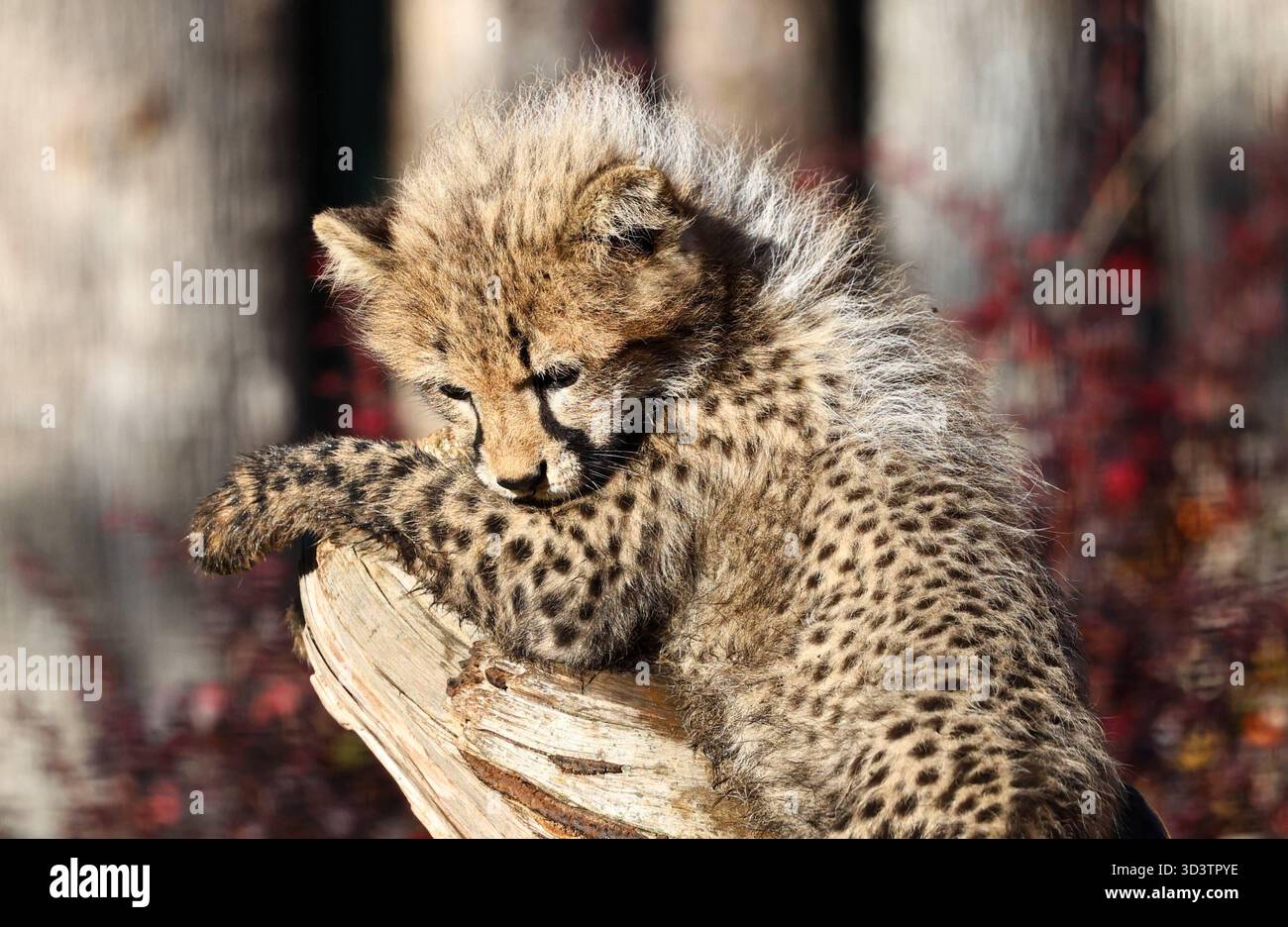Thueringer Zoopark Erfurt 06.11.2025, Erfurt, Thueringer Zoopark ...