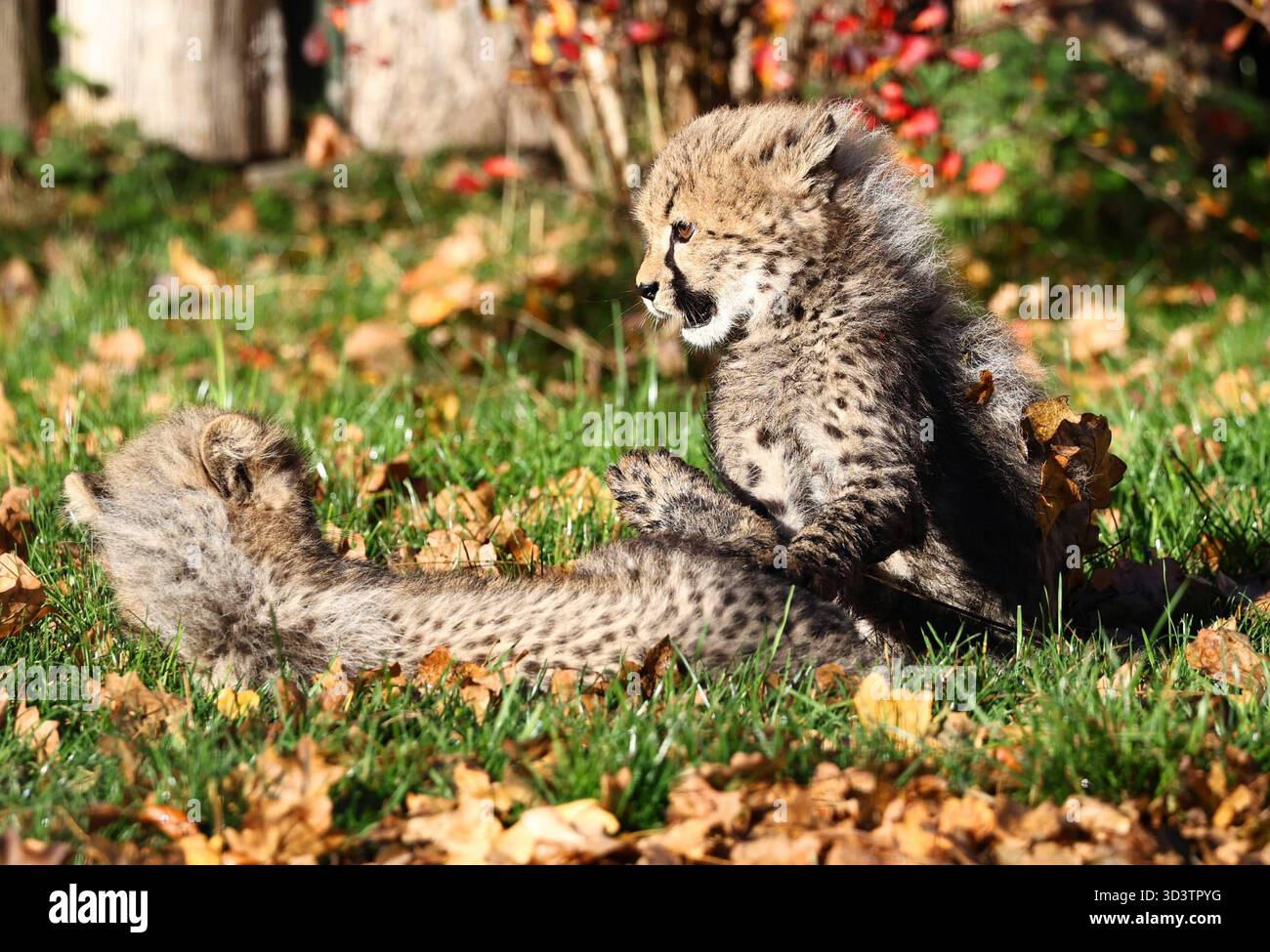 Thueringer Zoopark Erfurt 06.11.2025, Erfurt, Thueringer Zoopark ...