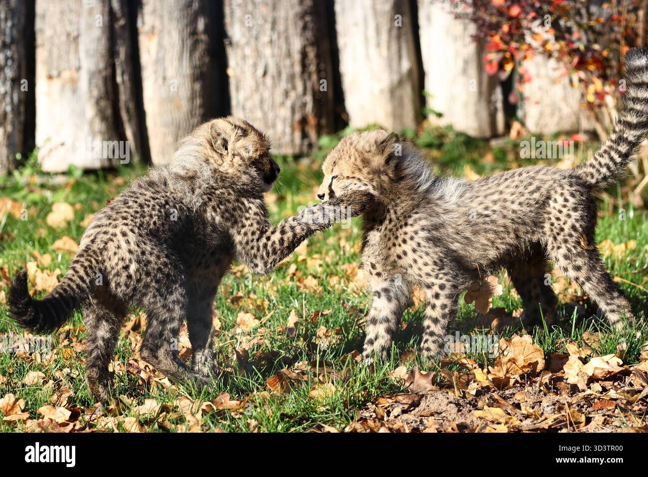 Thueringer Zoopark Erfurt 06.11.2025, Erfurt, Thueringer Zoopark ...