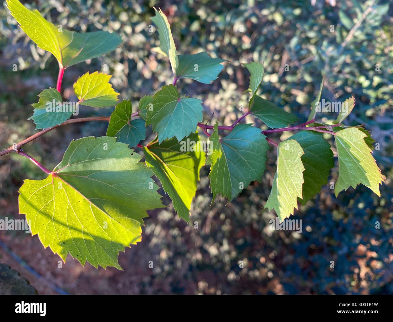 Grapevine, Vitis sp. Leaves closeup - Smartphone Captured Stock Image