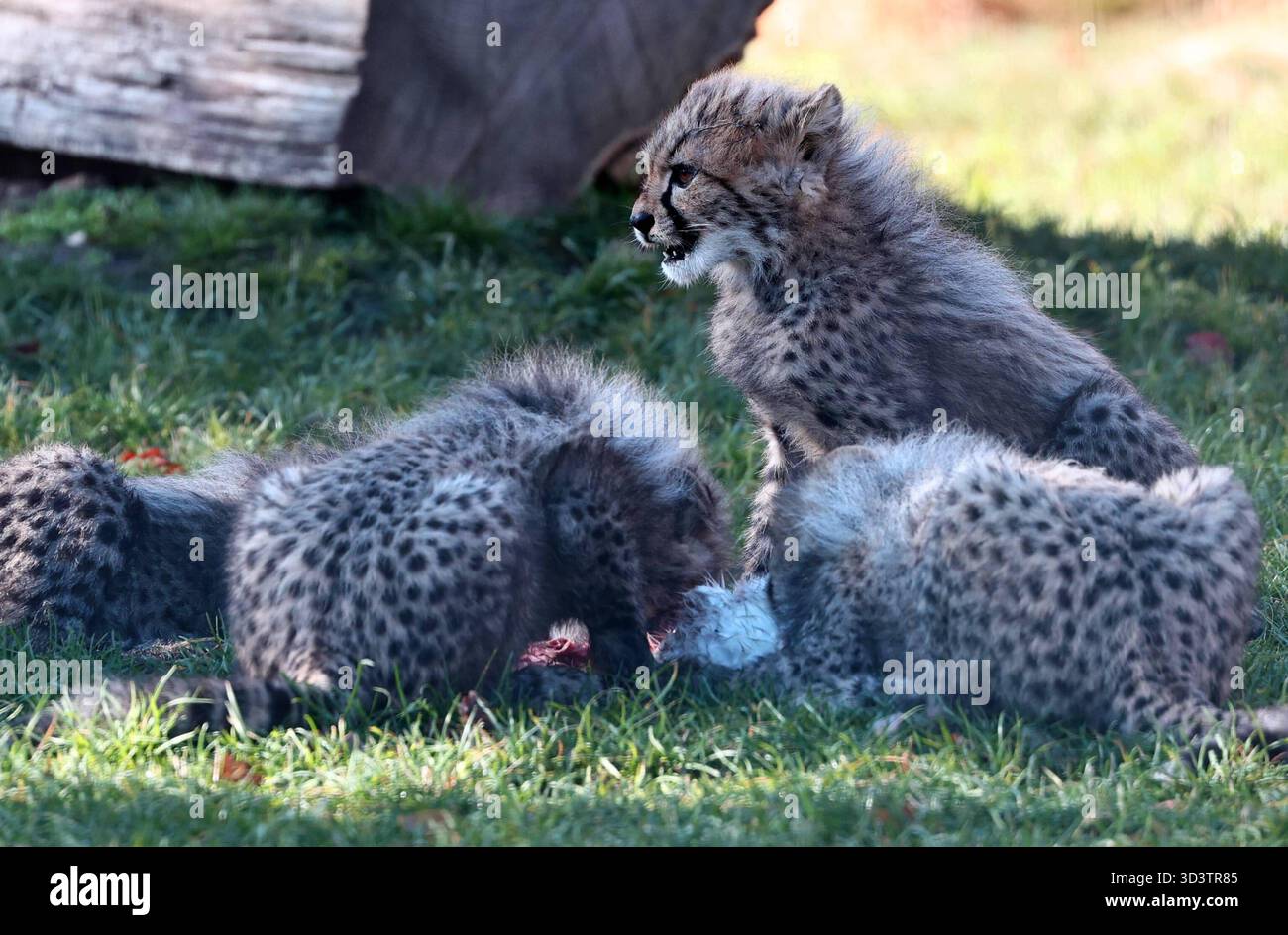 Thueringer Zoopark Erfurt 06.11.2025, Erfurt, Thueringer Zoopark ...