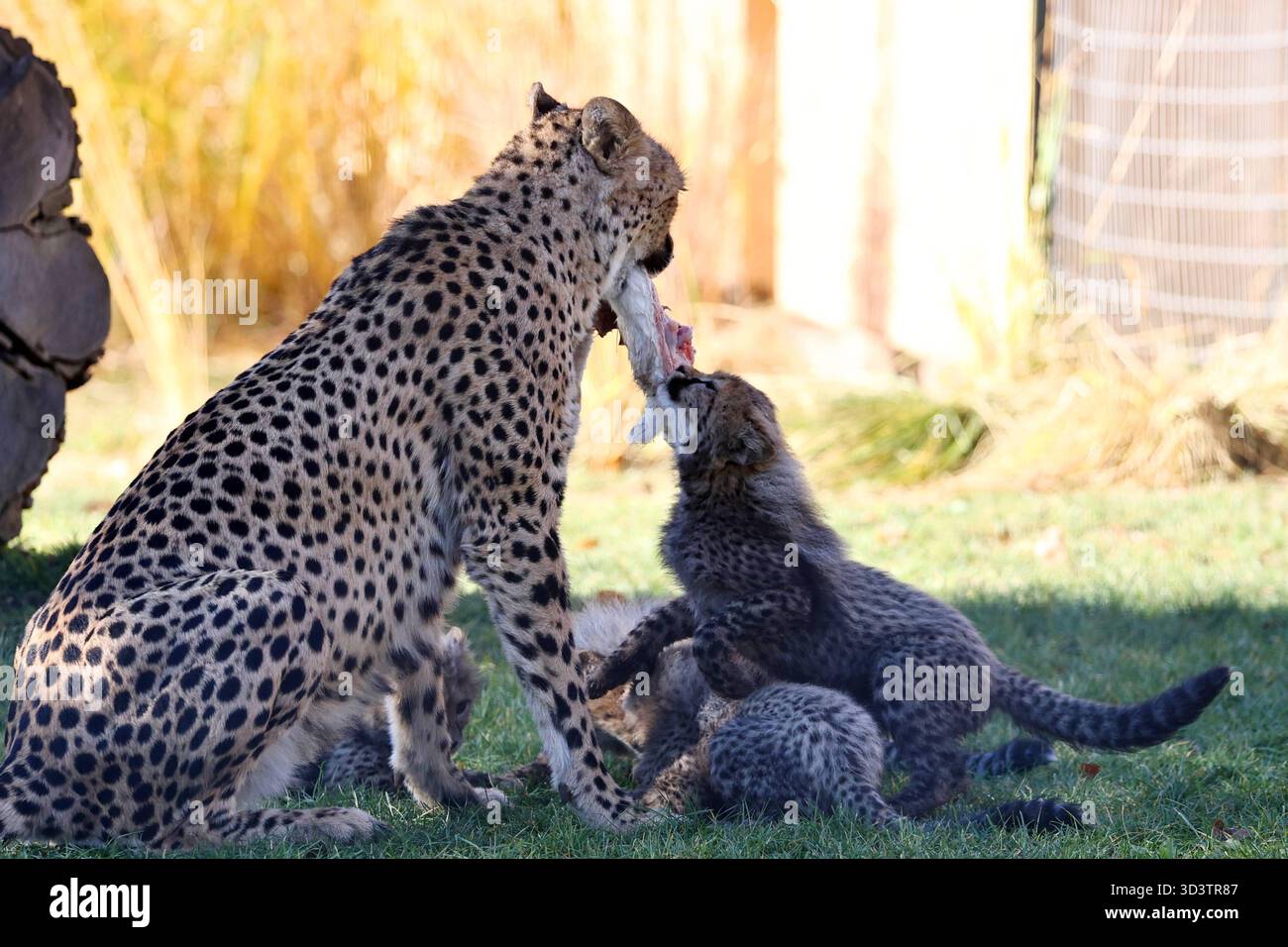 Thueringer Zoopark Erfurt 06.11.2025, Erfurt, Thueringer Zoopark ...