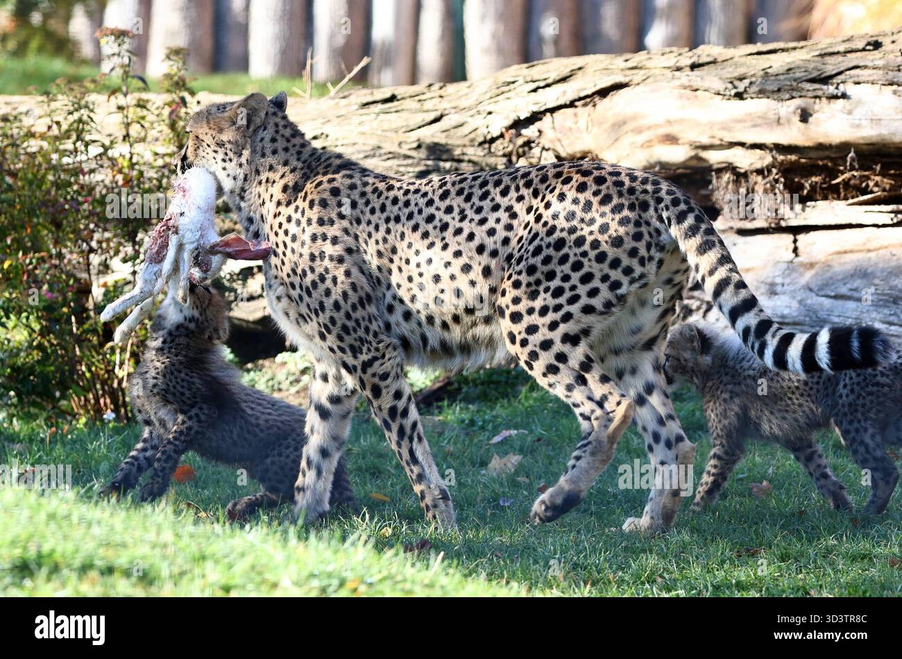 Thueringer Zoopark Erfurt 06.11.2025, Erfurt, Thueringer Zoopark ...