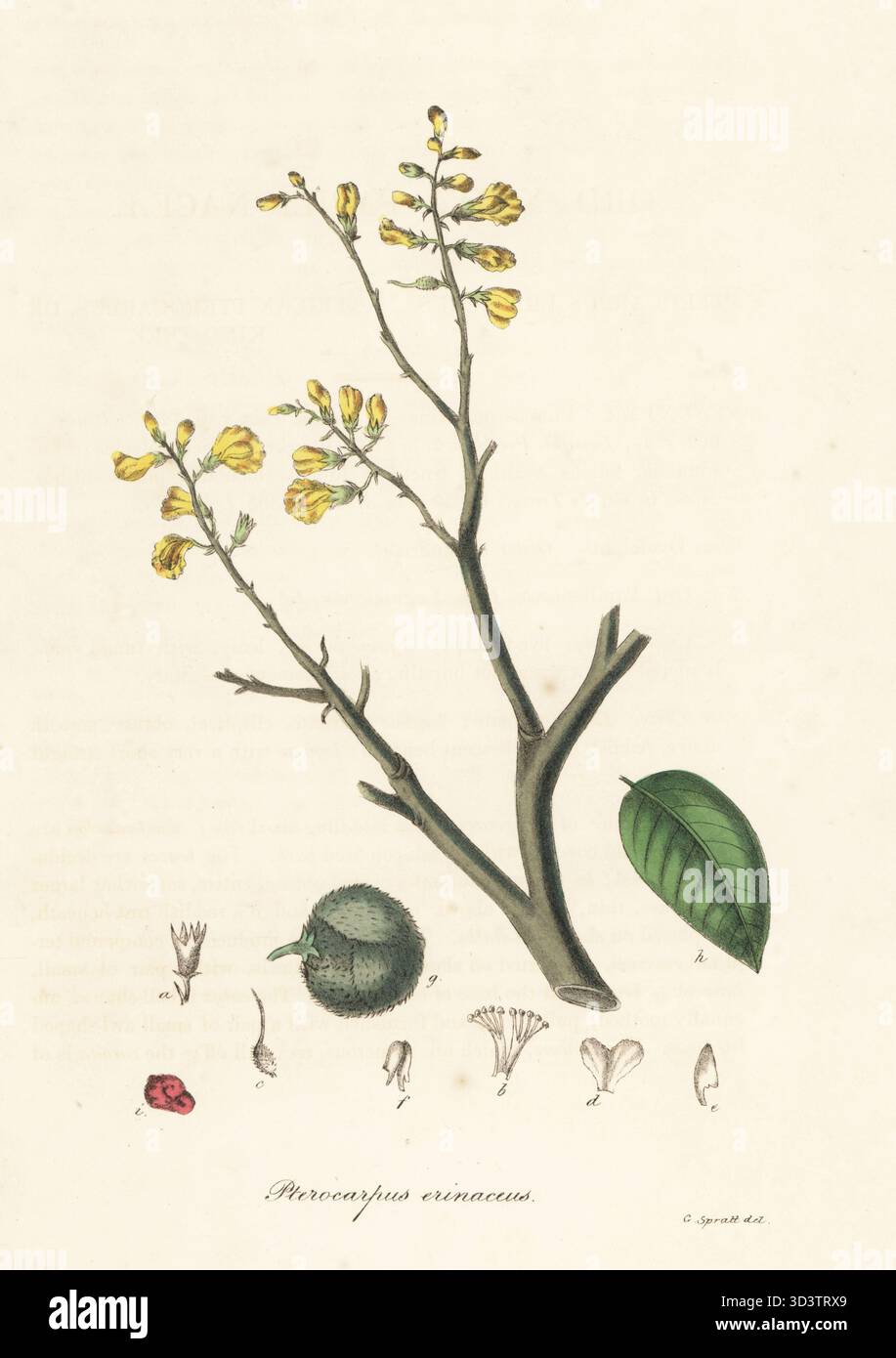 African kino tree, kosso, barwood, muninga, vène or mukwa, Pterocarpus ...