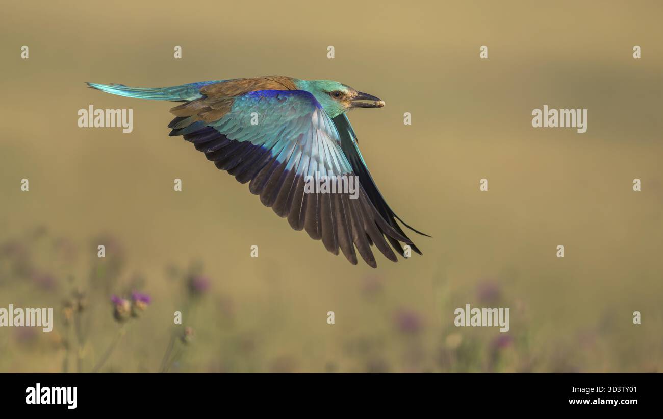 Blue racke (Coracias garrulus), flying in a meadow landscape with an ...