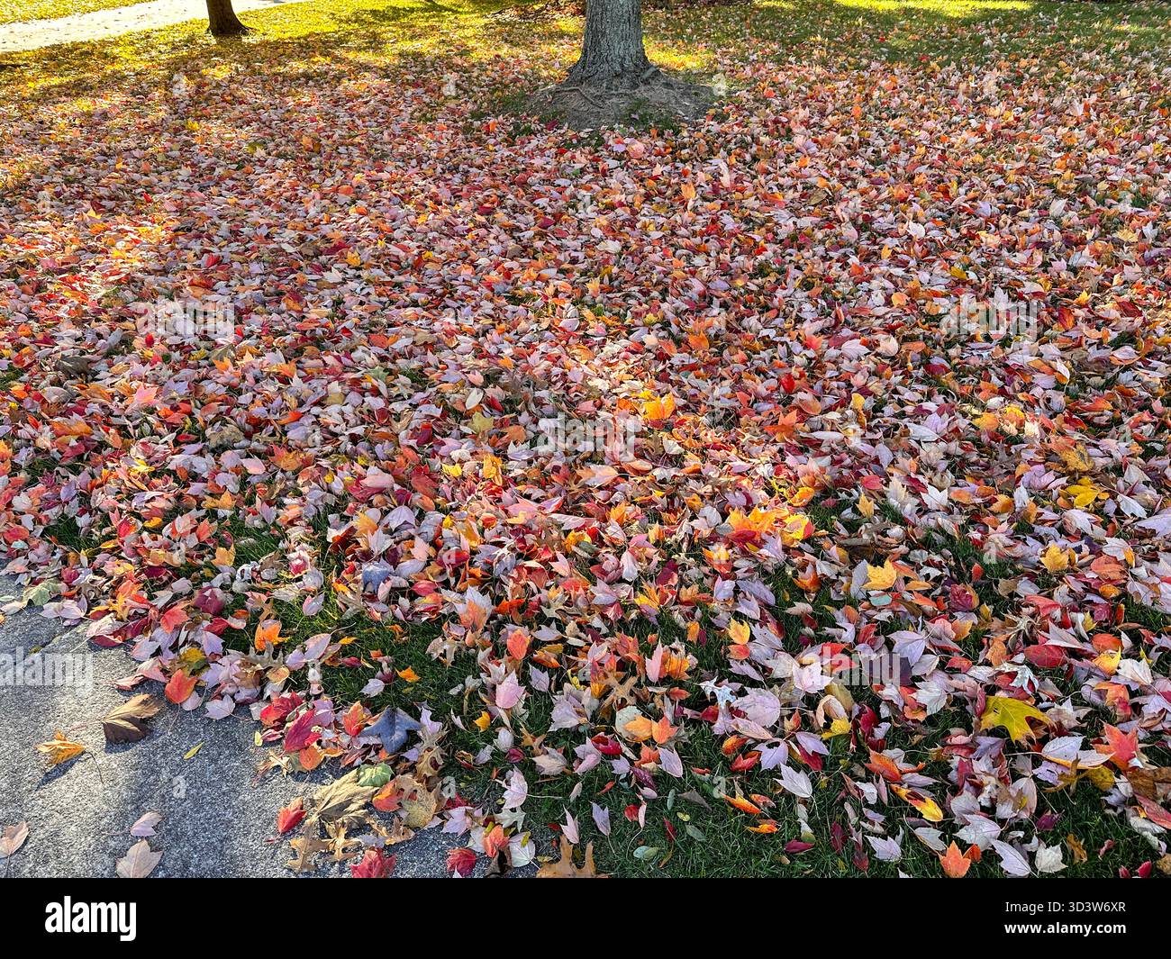 Colorful autumn leaves under a tree - Smartphone Captured Stock Image