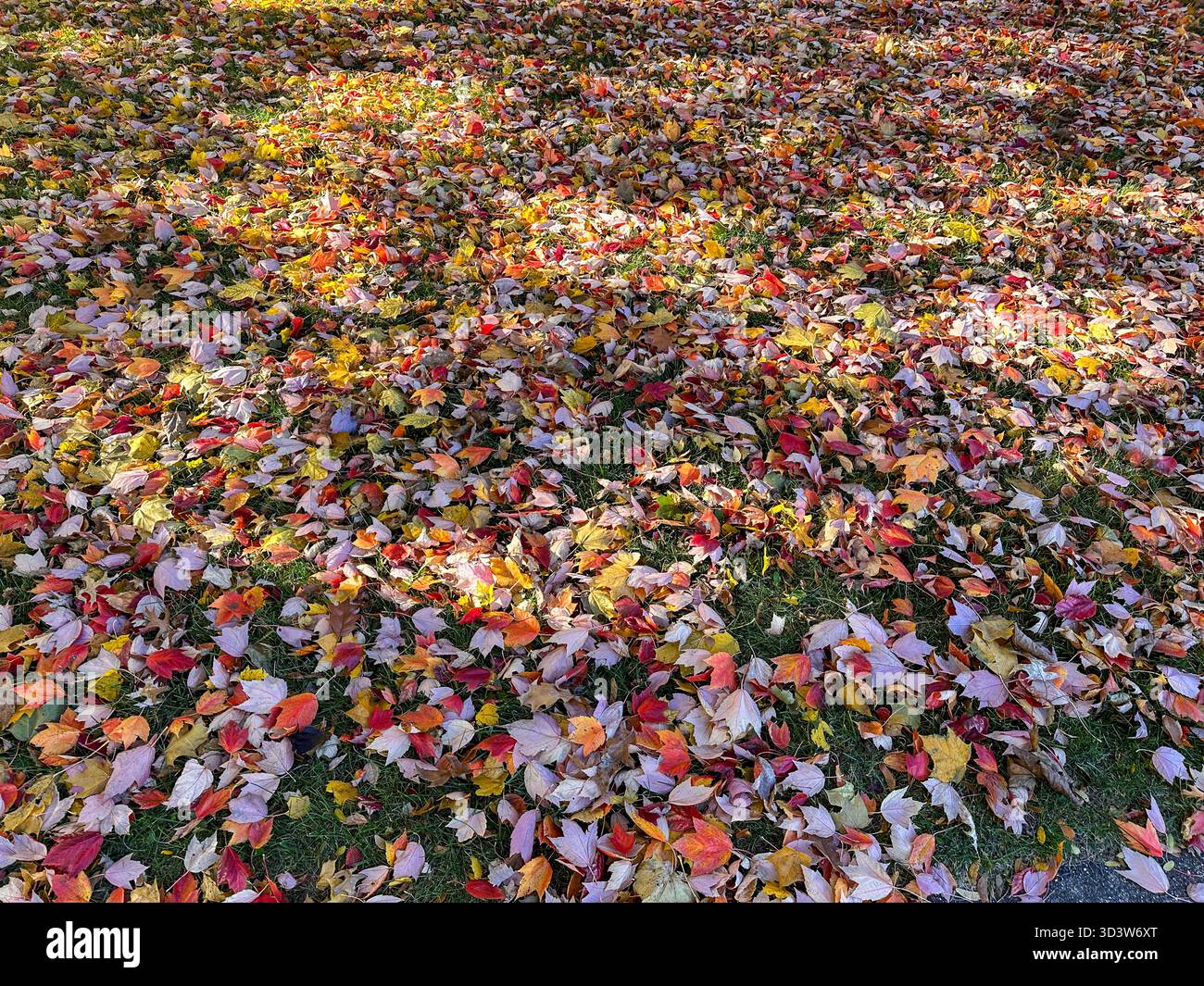 Colorful autumn leaves on a lawn, full frame - Smartphone Captured Stock Image