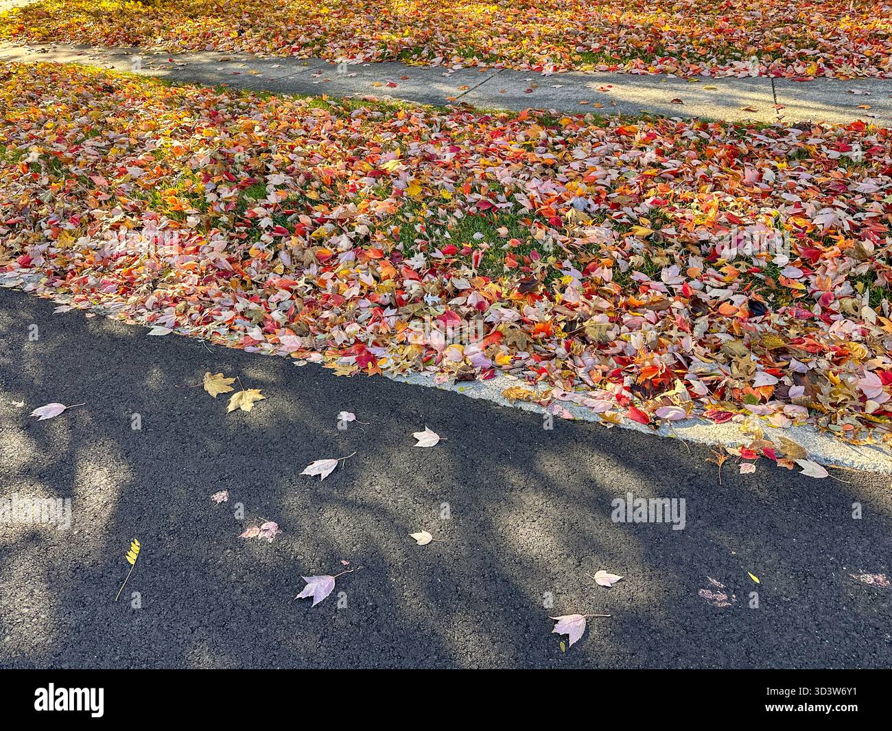 Colorful autumn leaves on the ground between a street and sidewalk - Smartphone Captured Stock Image
