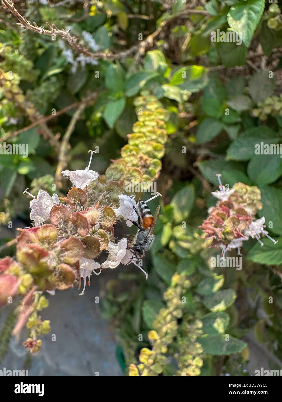 Red Dward Honeybee (Apis florea) nectaring on and pollinating basil flowers, Cairo, Egypt - Smartphone Captured Stock Image