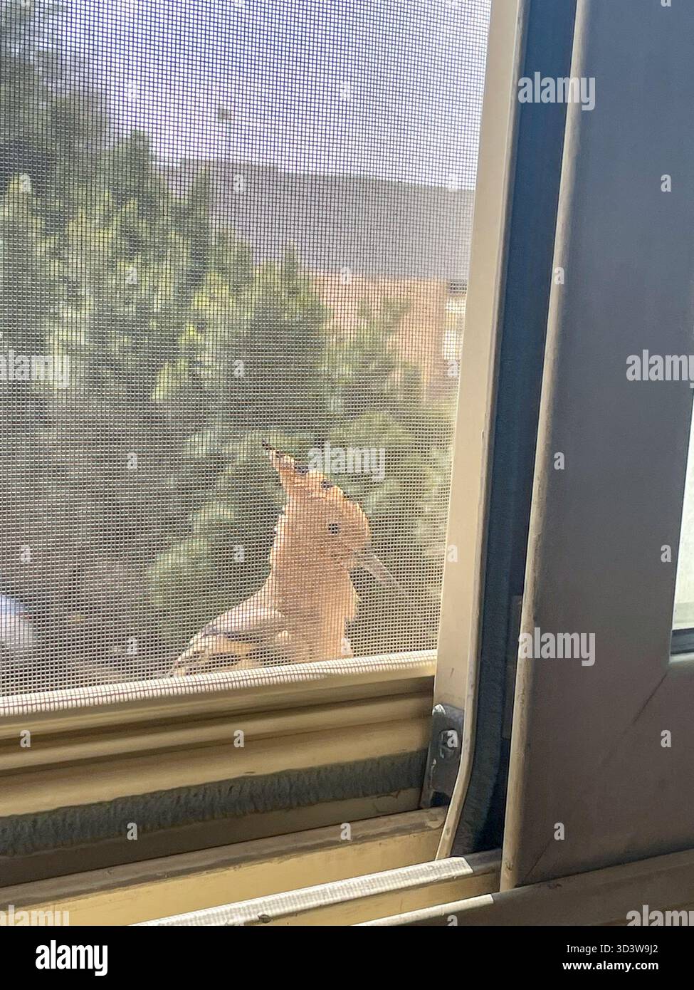 Eurasian Hoopoe (upupa epops) visitor on the windowsill, behind insect screen, Giza, Egypt - Smartphone Captured Stock Image