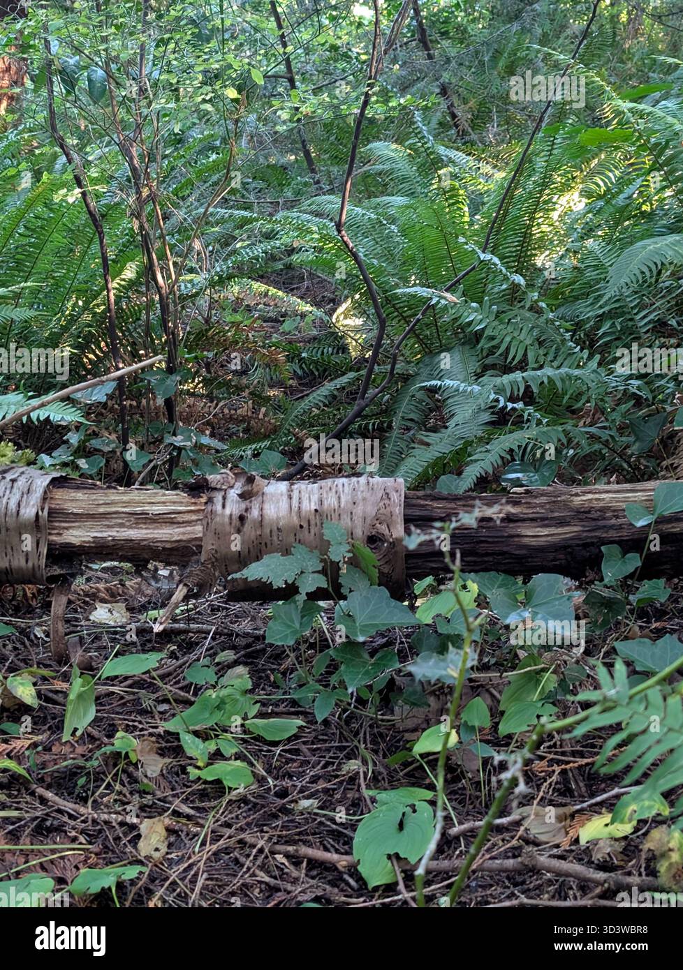 Spring Renewal in the Forest - Smartphone Captured Stock Image