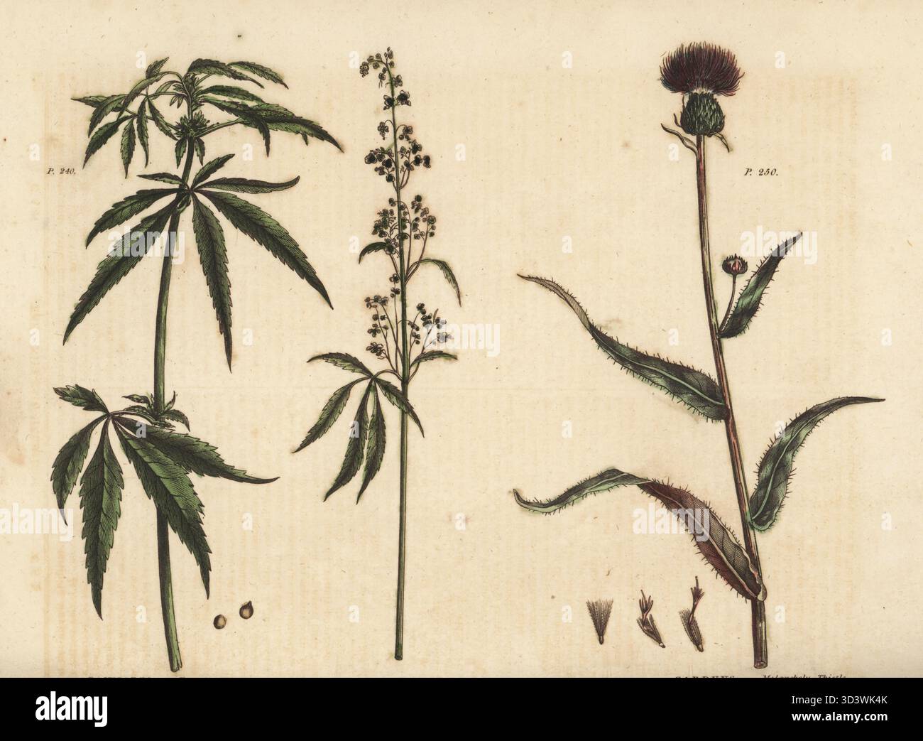 Cannabis sativa illustration hi-res stock photography and images - Page 2 -  Alamy