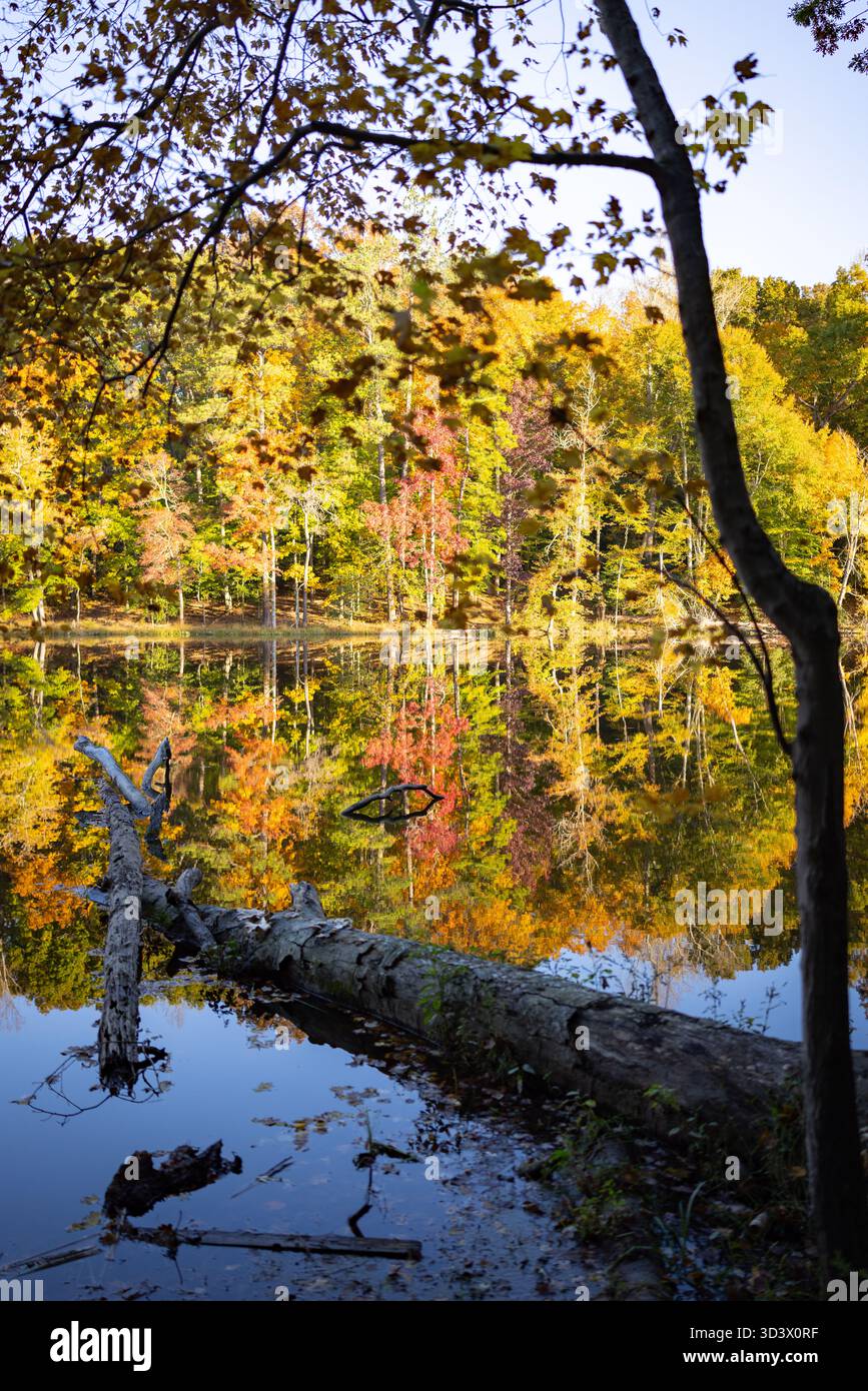 Autumn color at along Swift Creek Lake at Pocahontas State Park outside Richmond, VA, USA. Stock Photo