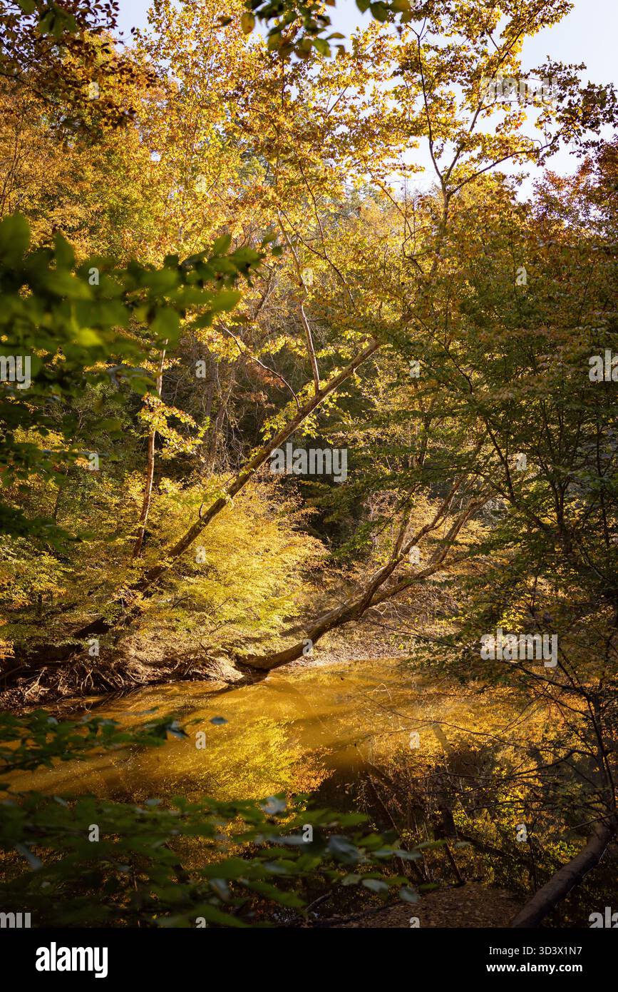 Autumn color at along Swift Creek Lake at Pocahontas State Park outside Richmond, VA, USA. Stock Photo