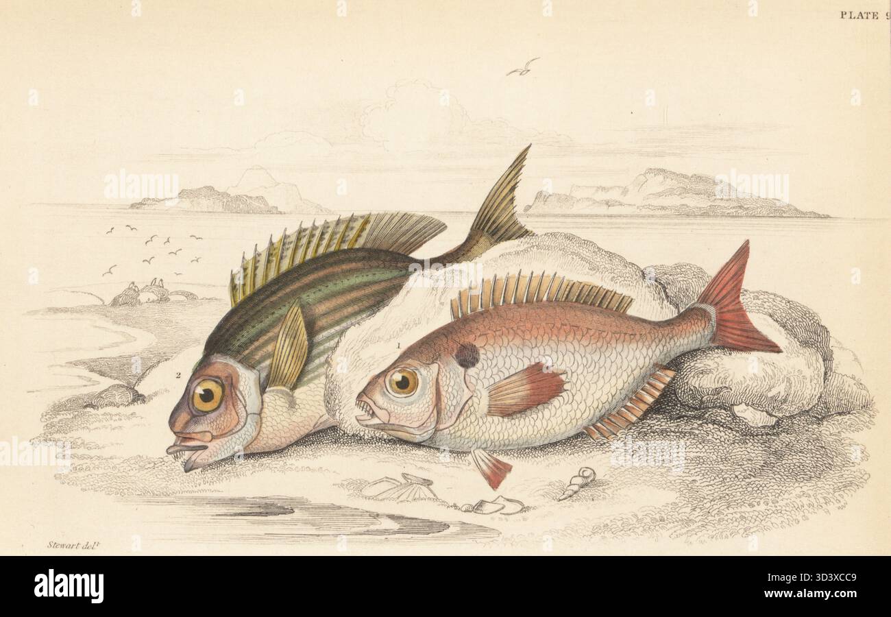 Spanish seabream or axillary bream, Pagellus acarne 1, and blackspot seabream or besugo, Pagellus bogaraveo 2. Hand-coloured steel engraving by William Lizars after an illustration by James Stewart from Sir William Jardine's The Naturalist's Library, Ichthyology, British Fishes, W.H. Lizars, Edinburgh, 1843. Stock Photo