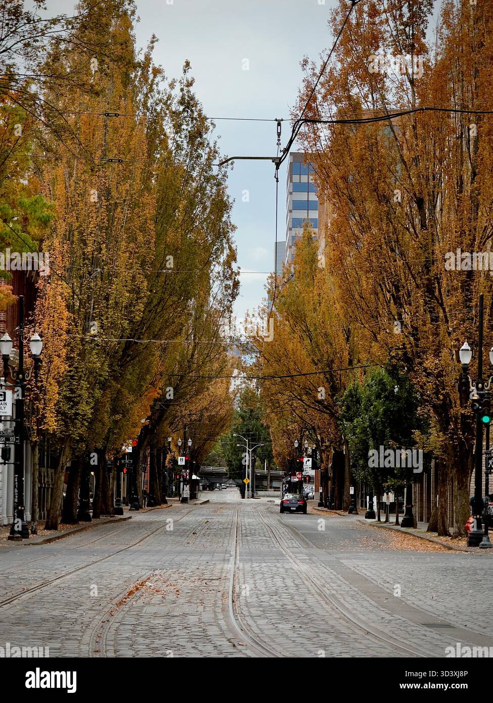 Autumn downtown Portland lined with trees showcasing golden fall foliage, with tram tracks running down the cobblestone road. - Smartphone Captured Stock Image