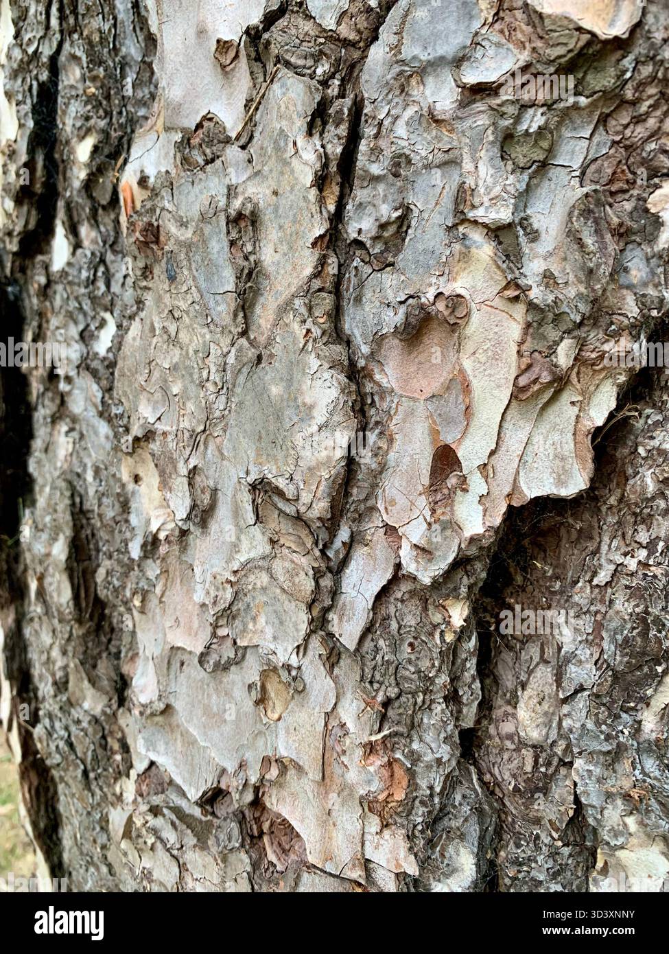 Close up of bark on a tree trunk - Smartphone Captured Stock Image