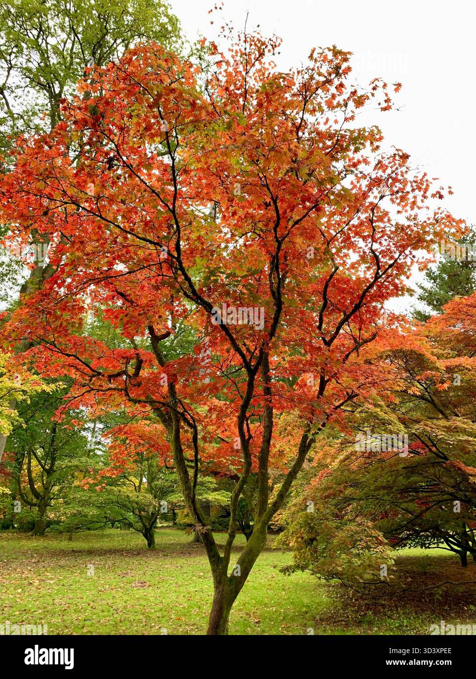 Autumnal colour trees - Smartphone Captured Stock Image