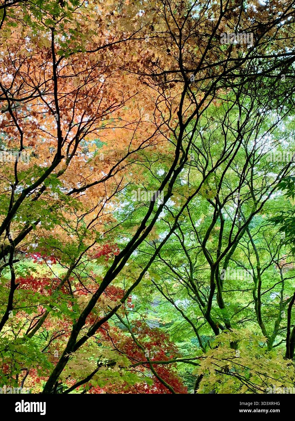 Autumnal colour trees - Smartphone Captured Stock Image