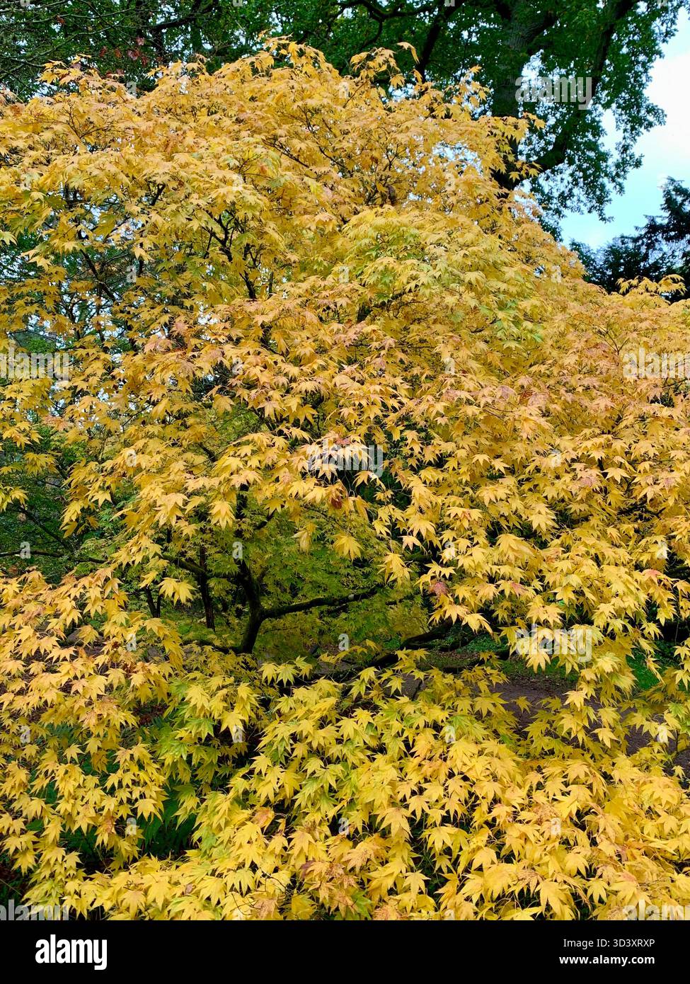 Autumnal colour trees - Smartphone Captured Stock Image