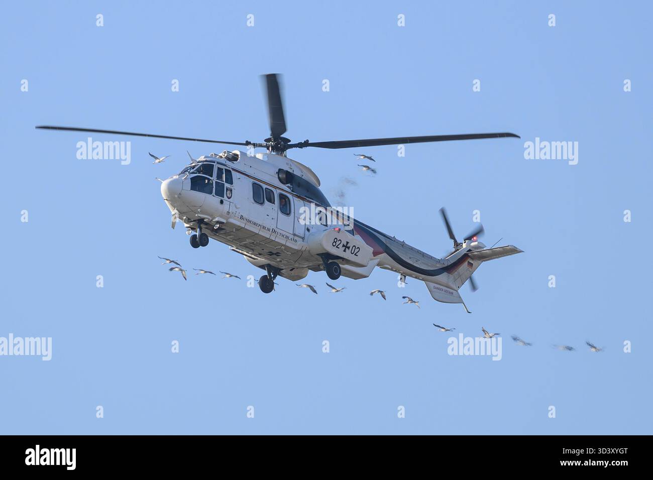 As 532 cougar hi-res stock photography and images - Alamy